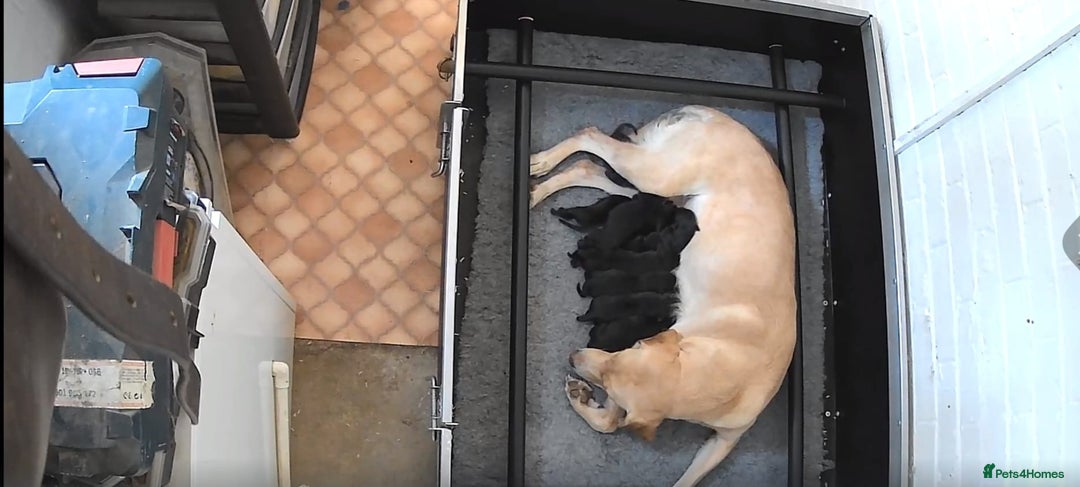 Labrador Retriever dogs for sale: Beautiful boys - Image 3