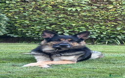 German Shepherd dogs for sale: Stunning German Shepard Litter Only 4 girls left - Image 31