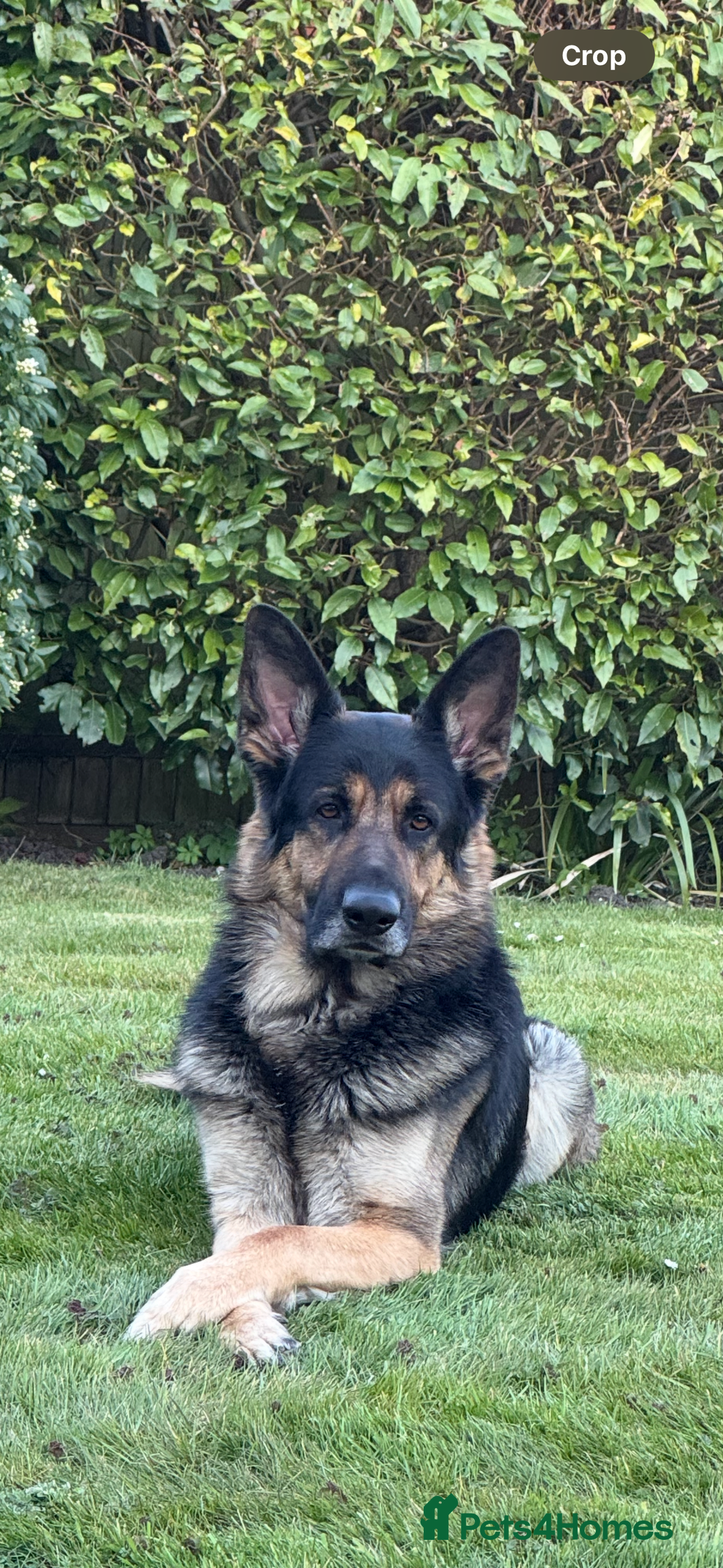 German Shepherd dogs for sale: Stunning German Shepard Litter Only 4 girls left - Image 31