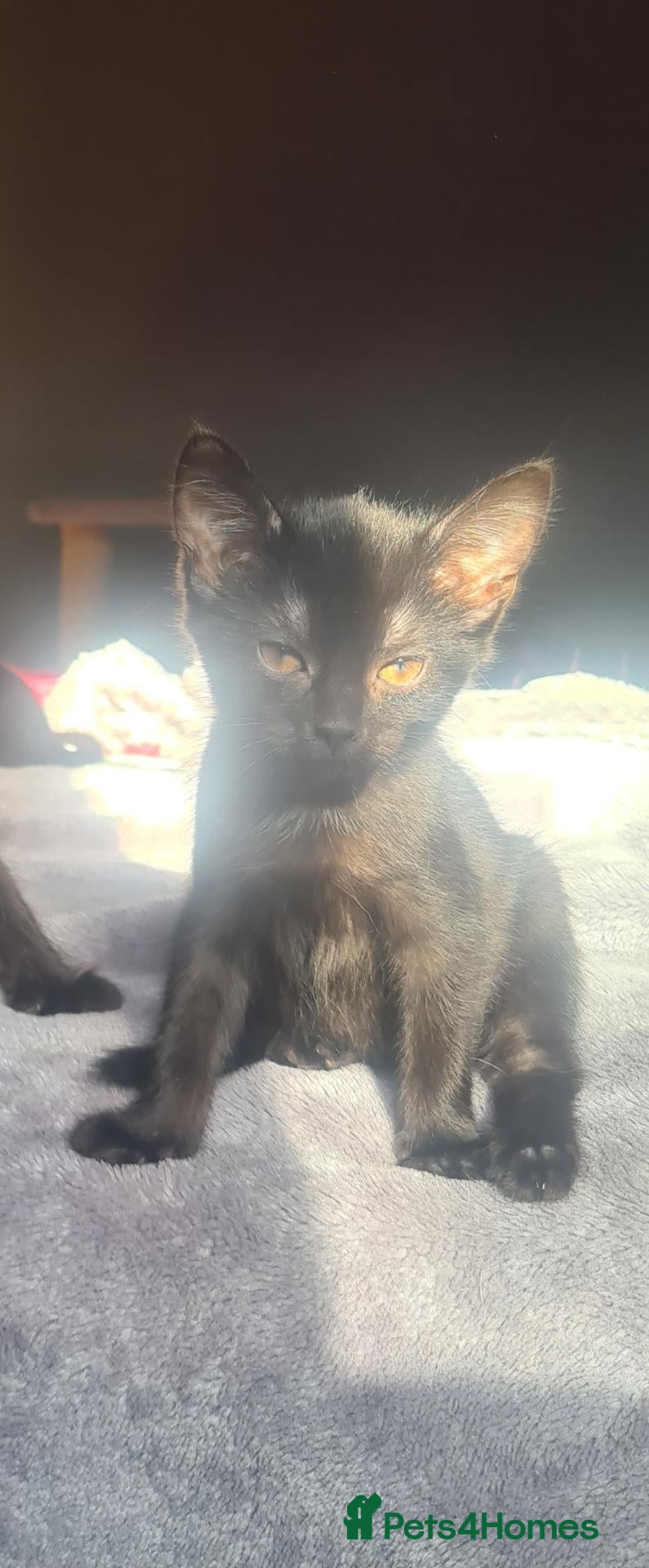 Mixed Breed cats Two beautiful females - Advert 23