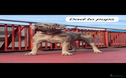 Mixed Breed dogs for sale: Beautiful Molesser Mastiff pups - Image 14