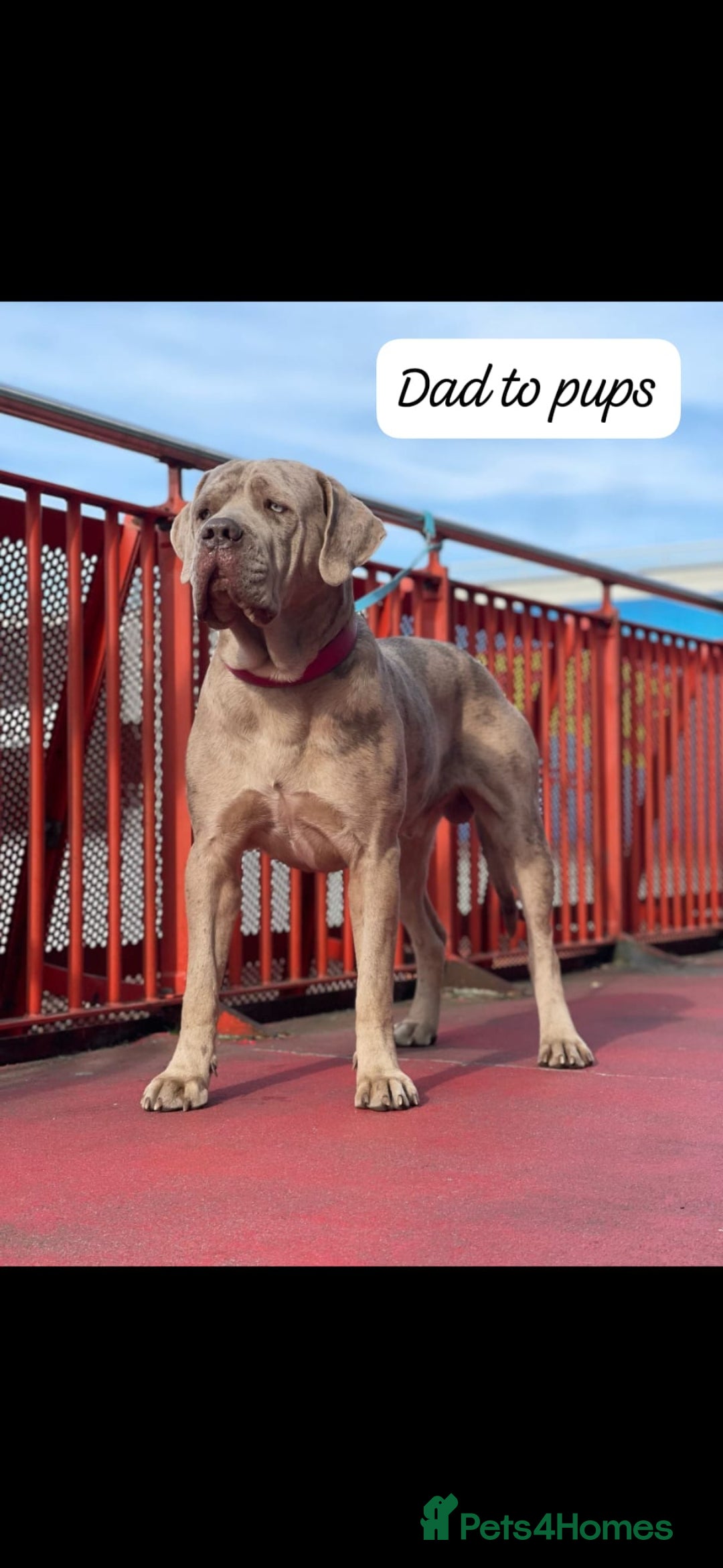 Mixed Breed dogs for sale: Beautiful Molesser Mastiff pups - Image 14