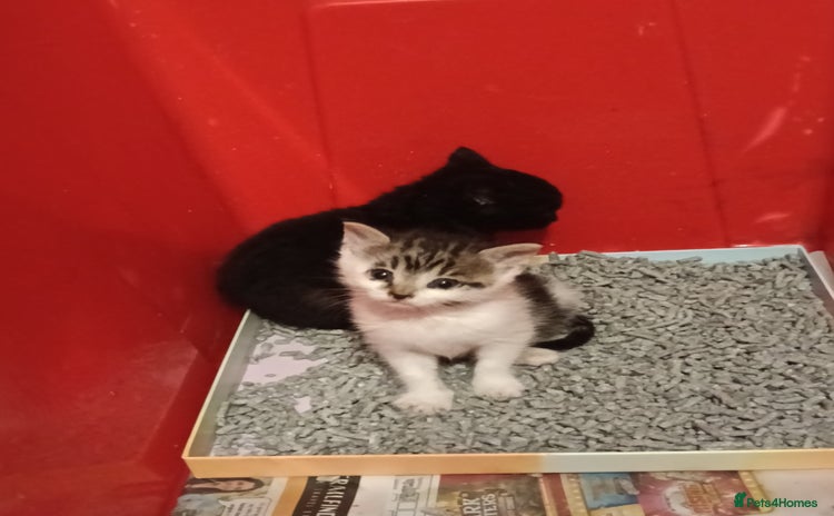 Mixed Breed cats - Advert 17