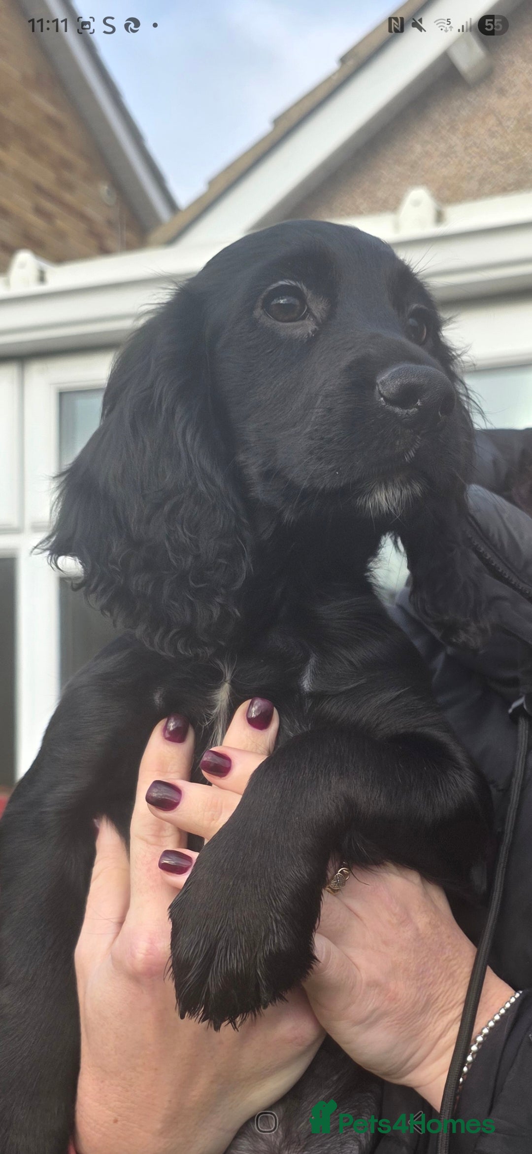 Cocker Spaniel dogs Working Cocker Spaniel Puppies - Advert 1