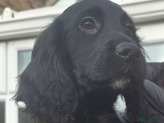 Cocker Spaniel dogs Working Cocker Spaniel Puppies - Advert 1