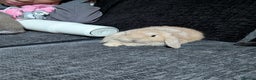 Mini Lop rabbits for sale: Baby mini lops ready for their forever homes - Advert 1