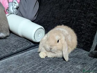 Mini Lop rabbits Baby mini lops ready for their forever homes - Advert 21