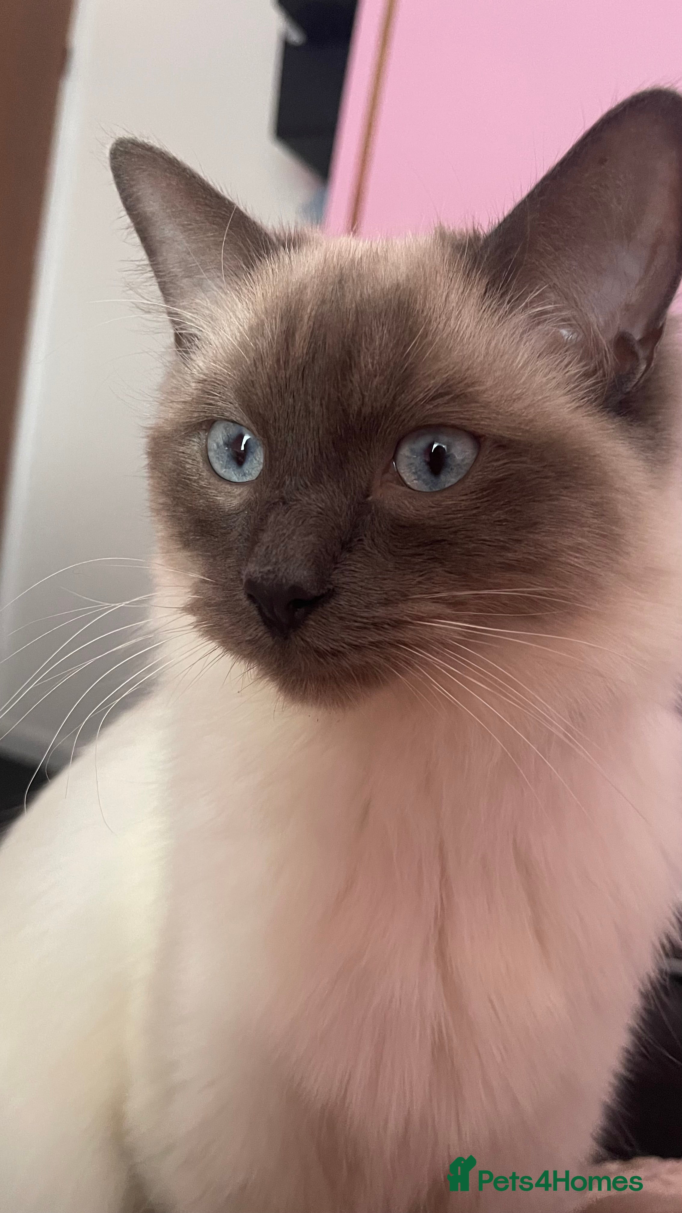 Ragdoll cats Mr Meelo - Advert 1