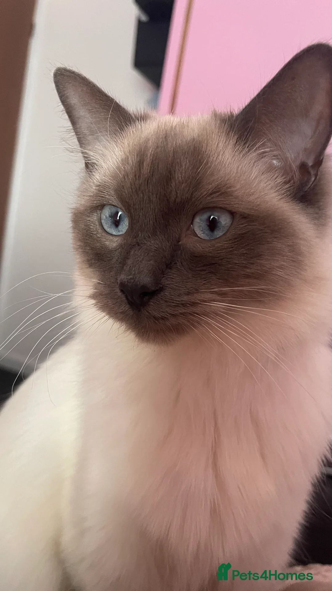 Ragdoll cats for sale: Mr Meelo in Pontypridd - Advert 1