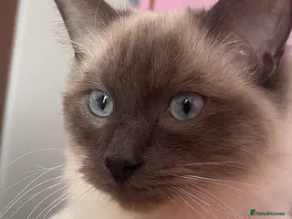 Ragdoll cats Mr Meelo - Advert 1