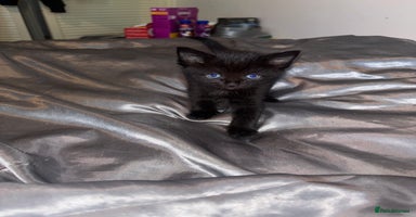 Mixed Breed cats Beautiful Black Female Kitten - Advert 1
