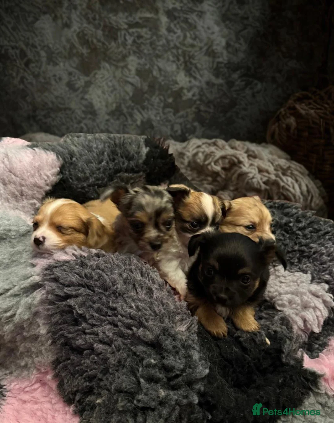 Chihuahua dogs for stud: Merle long haired Chihuahua Stud in Nottingham - Advert 21