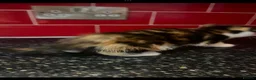 Mixed Breed cats for sale: 3 kittens left in Havant - Advert 3