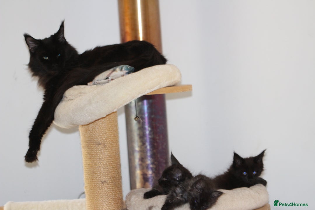 Maine Coon cats for sale: Adorable GCCF Black smoke Maine Coons kittens  - Image 19