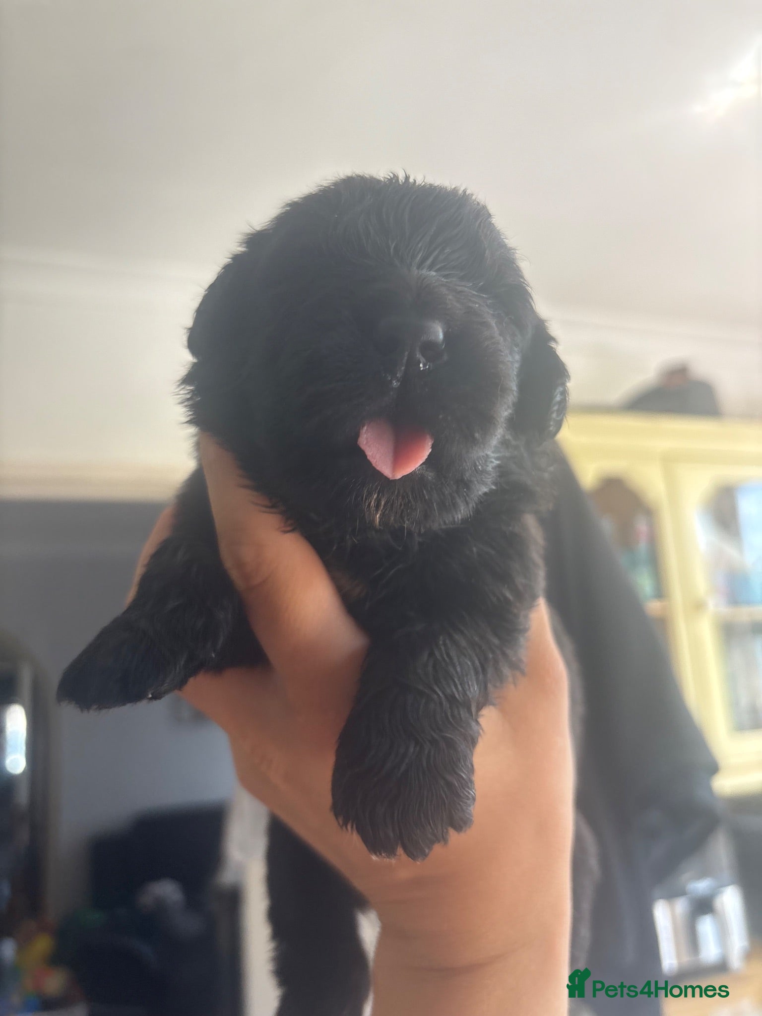 Newfoundland dogs KC REGISTERED Stunning Newfoundland Puppies - Advert 4