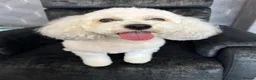Mixed Breed dogs for sale:  Shnaupoochons 🐾  - Advert 7