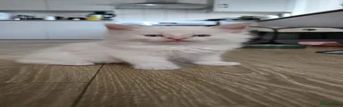 Ragdoll Kitten 1
