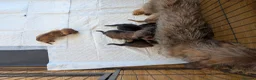 Mixed Breed dogs for sale: 3/4 dachshund 1/4 jack Russell - Advert 34