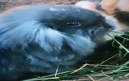 Mini Lion Lop rabbits for sale: Young bunnies  - Image 3