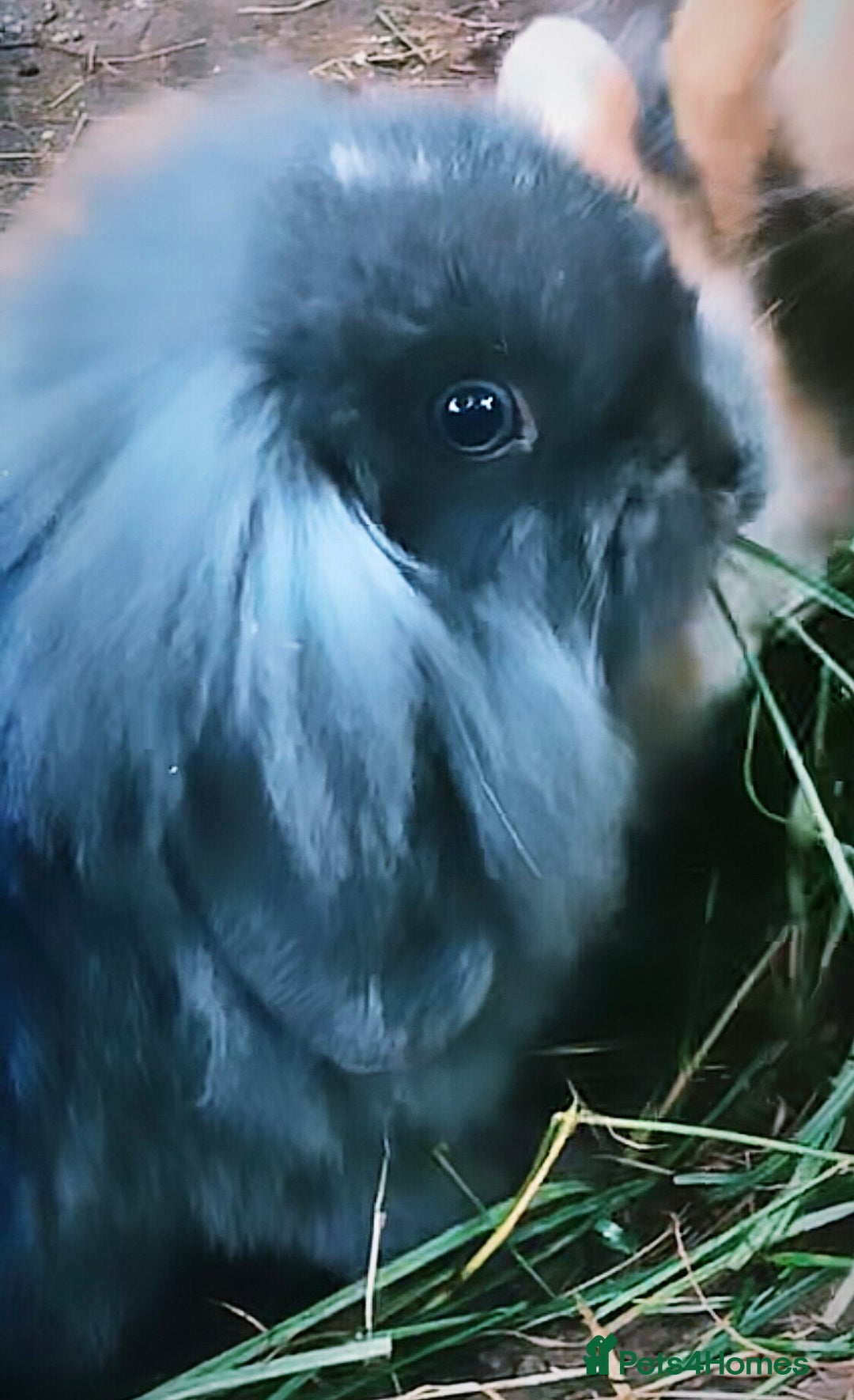 Mini Lion Lop rabbits for sale: Young bunnies  - Image 3