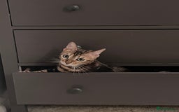 Bengal cats for sale: Marble Bengal Adult Female  - Image 3