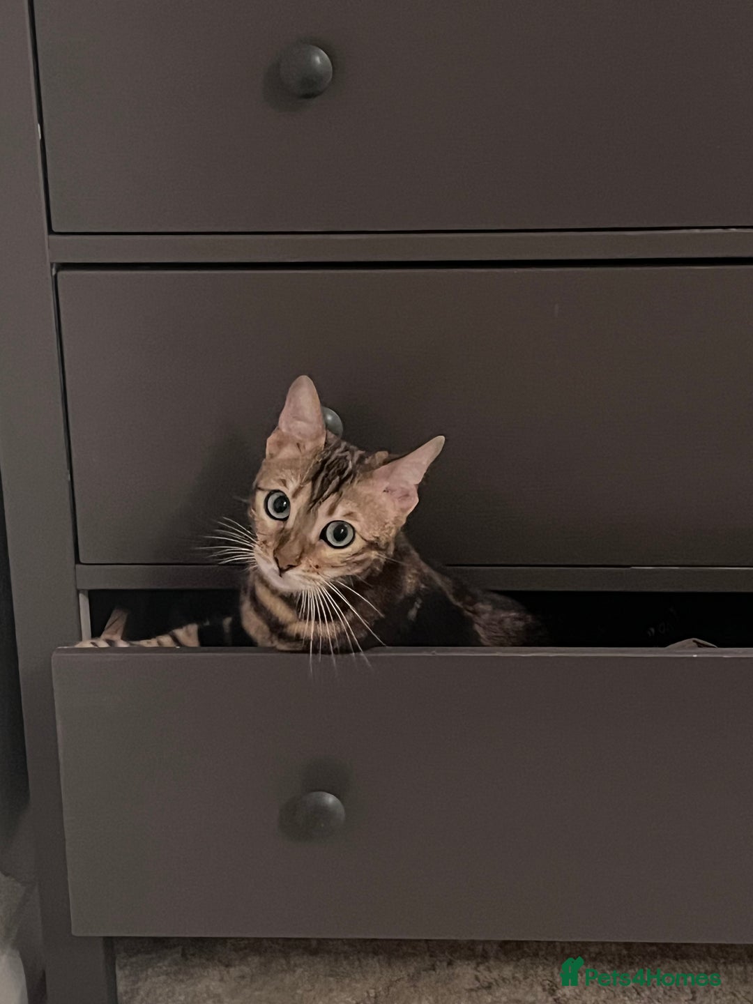 Bengal cats for sale: Marble Bengal Adult Female  - Image 3