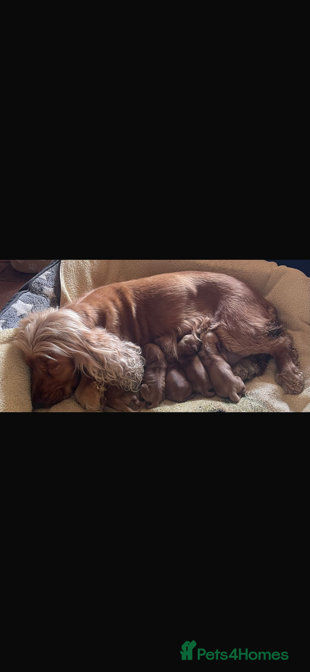 Cocker Spaniel dogs for sale: Golden show pedigree cocker spaniel - Image 4