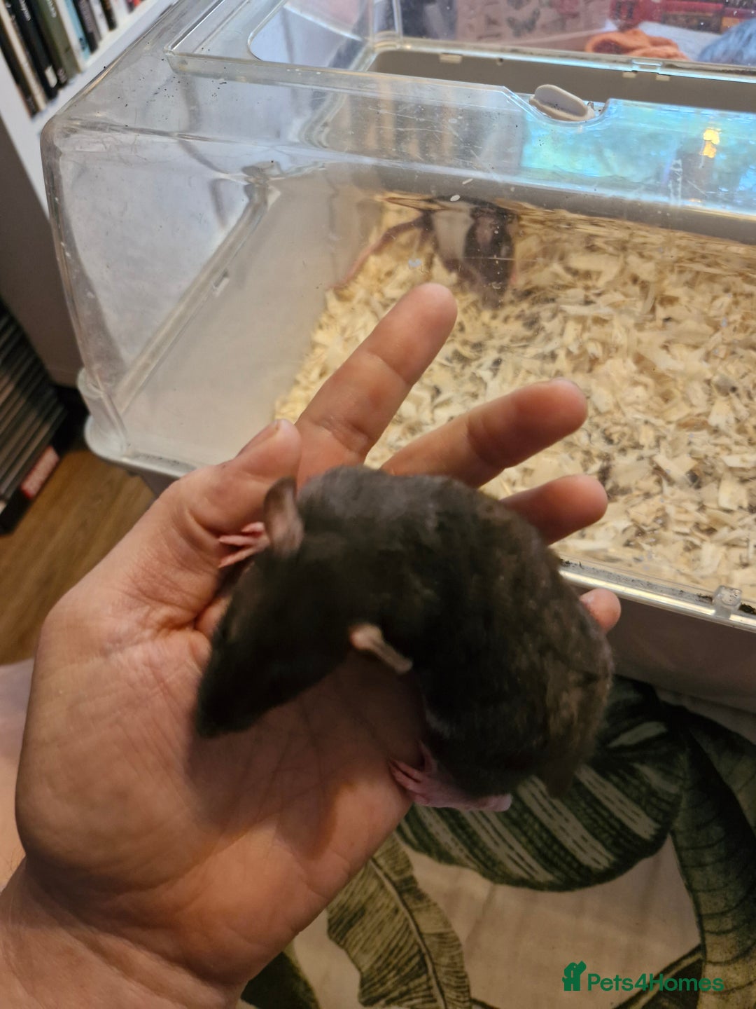 Rat rodents for sale: 4 beautiful Male Rats - Image 8