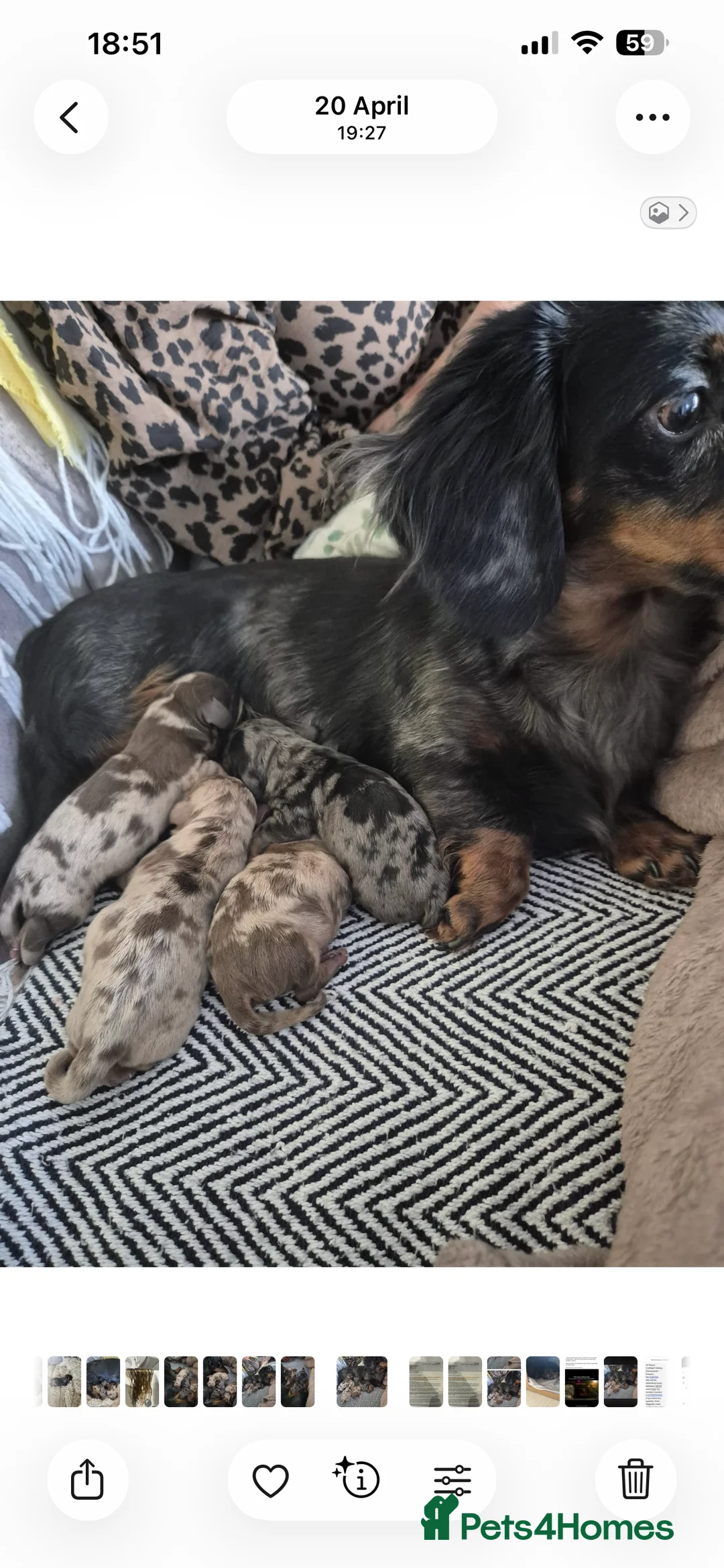 Dachshund dogs for sale: Beautiful dachshunds looking for forever home - Advert 2