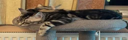 Domestic Shorthair cats for sale: 5 Beautiful Kittens - Advert 22