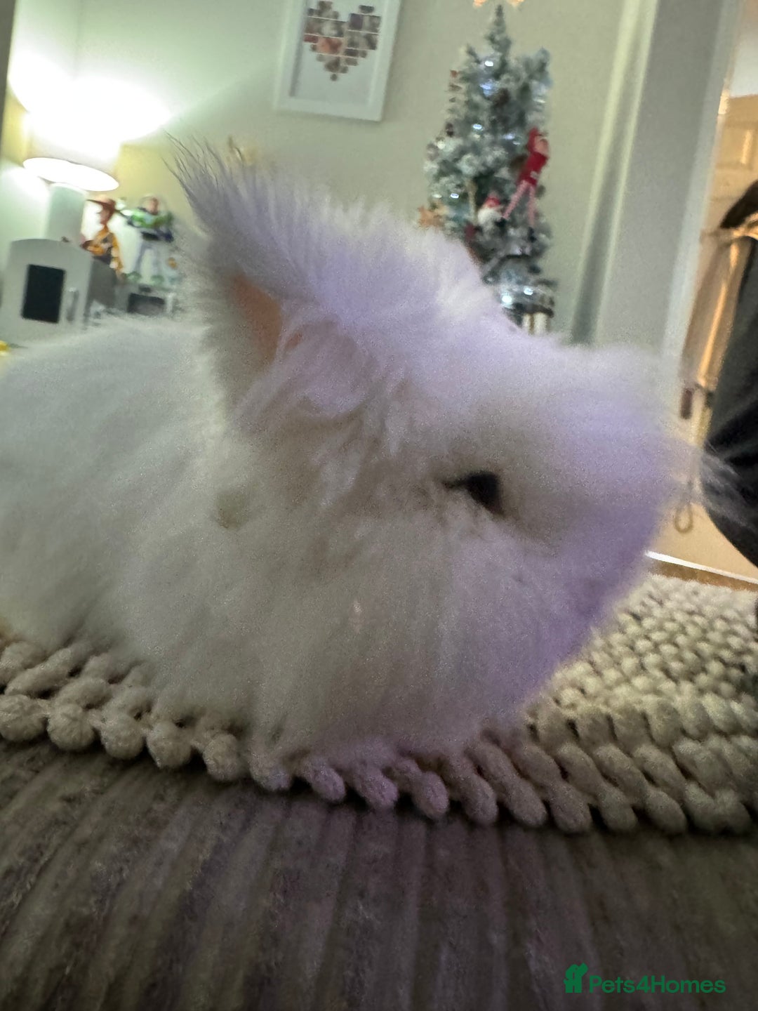 Lionhead rabbits for sale: Lionhead for sale  - Advert 2