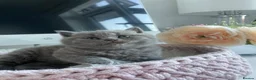 British Shorthair cats for sale: Champion Bloodline British shorthair kittens - Advert 5