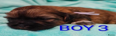 Shih Tzu Puppy 3