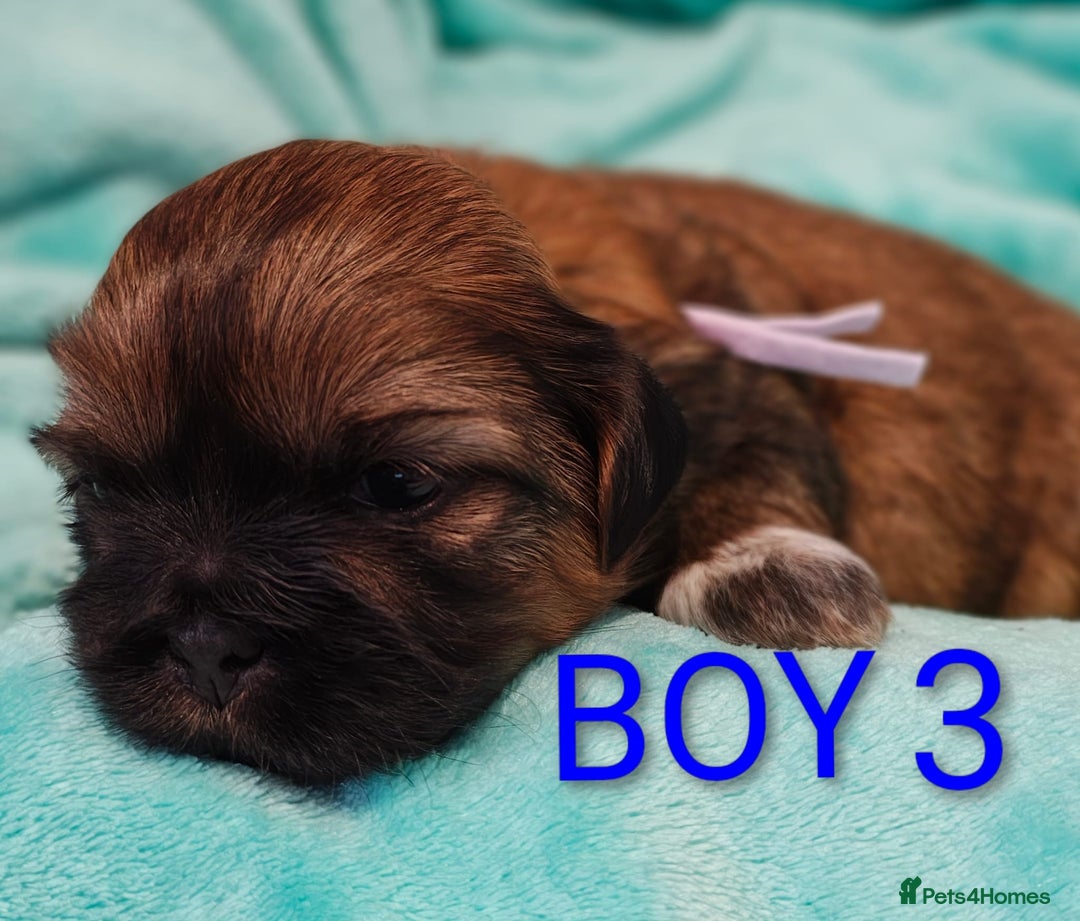 Shih Tzu dogs for sale: ⭐Gorgeous Shih Tzu puppies⭐ - Advert 7