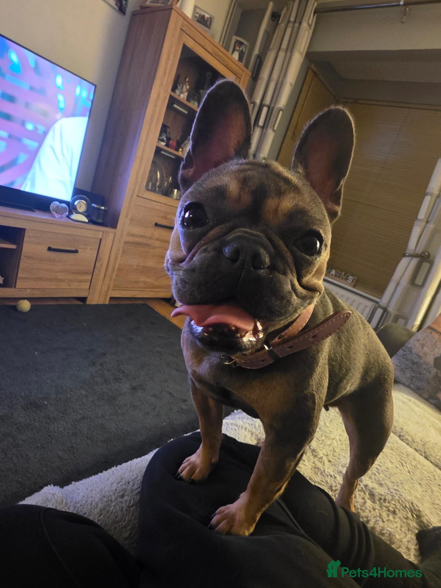 French Bulldog dogs for sale: French Bulldog  - Advert 3