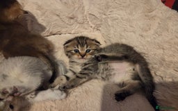 Scottish Fold cats for sale: Scottish folds - Image 18