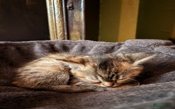 Domestic Shorthair cats for sale: 4 beautiful fluffy kitten ready to go  - Image 2