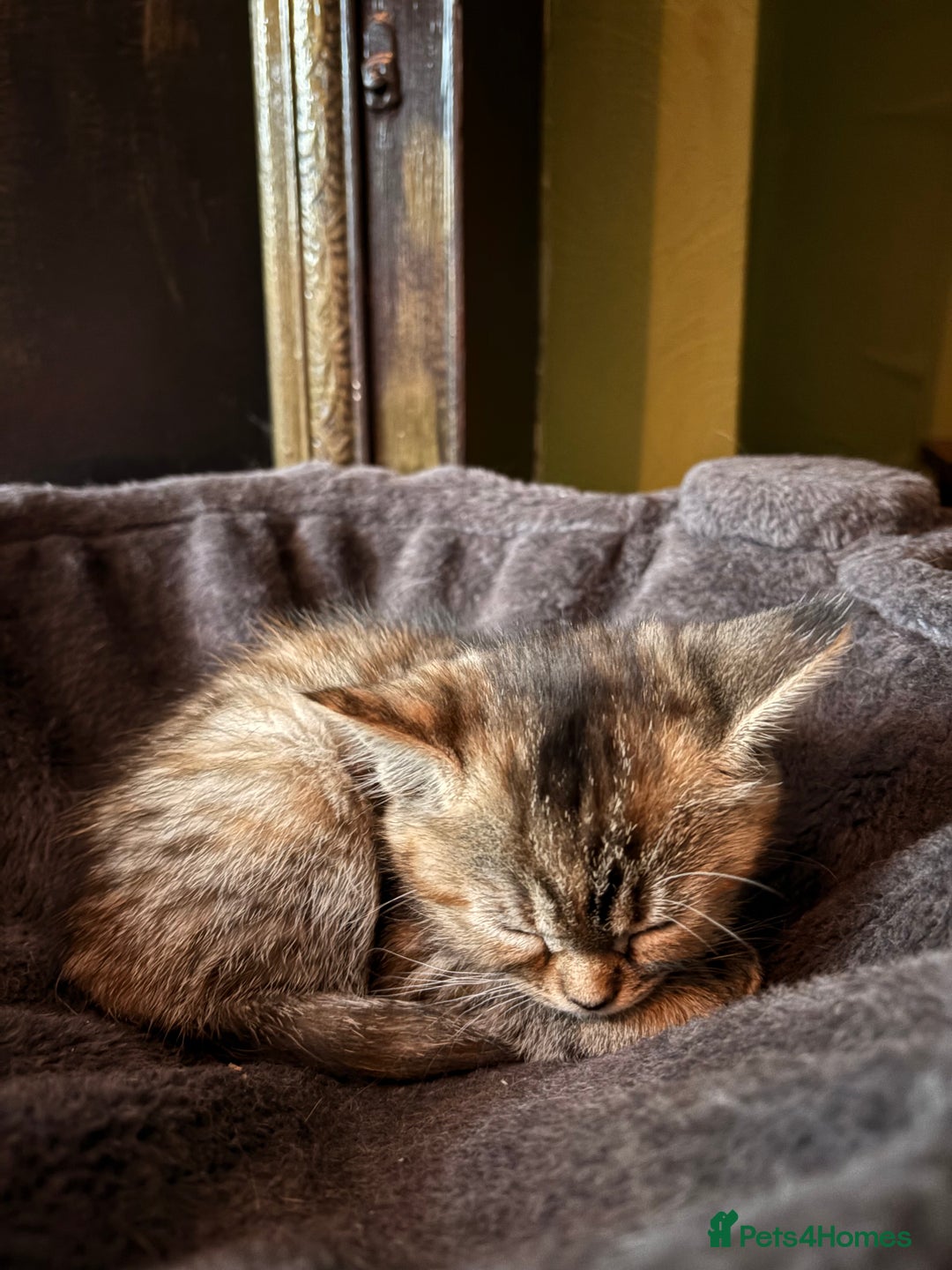 Domestic Shorthair cats for sale: 4 beautiful fluffy kitten ready to go  - Image 2