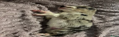 Border Collie 2