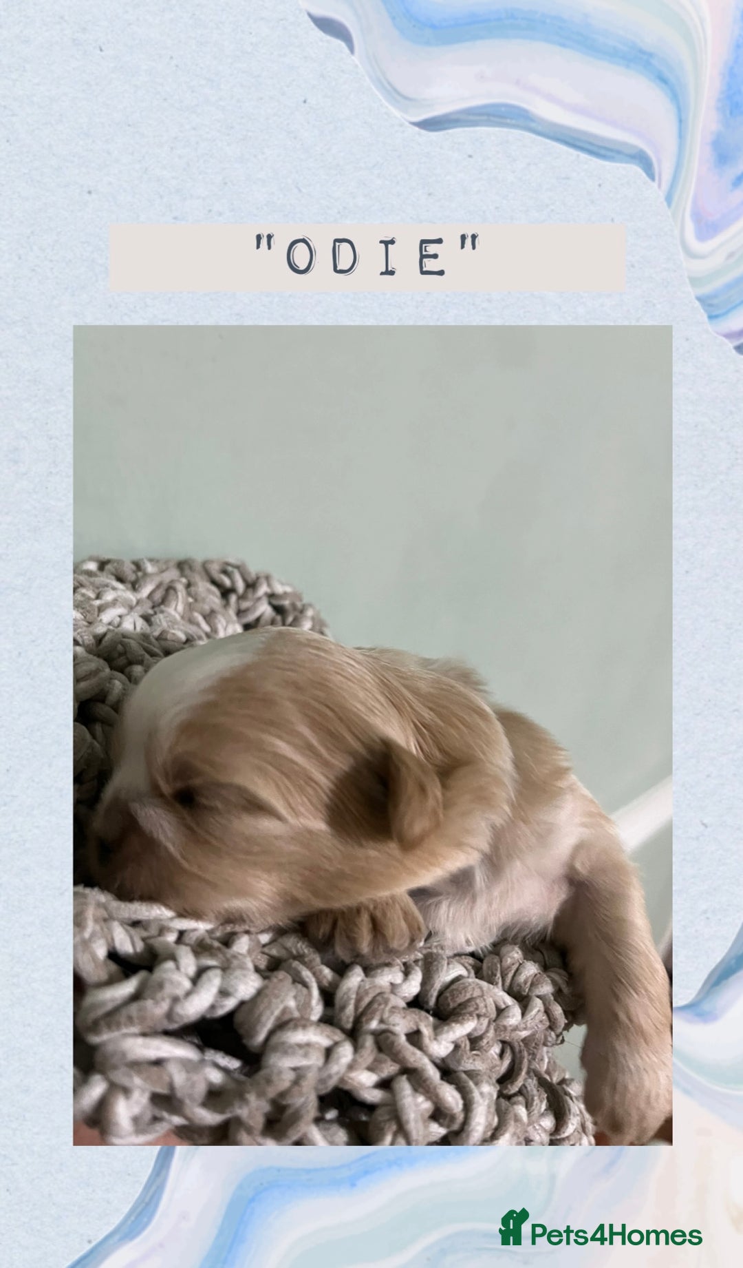 Shih Tzu dogs for sale: Shih Tzu Puppies (standard) - Image 4