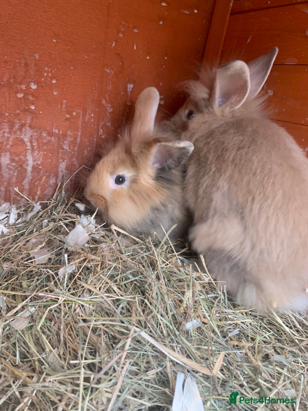 Mini Lion Lop rabbits for sale: Lovely litter of mini lion lop rabbits for sale  - Image 10