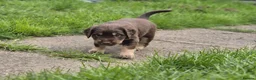 Mixed Breed dogs for sale: Field spaniel cross puppies kc Activity registered - Advert 21