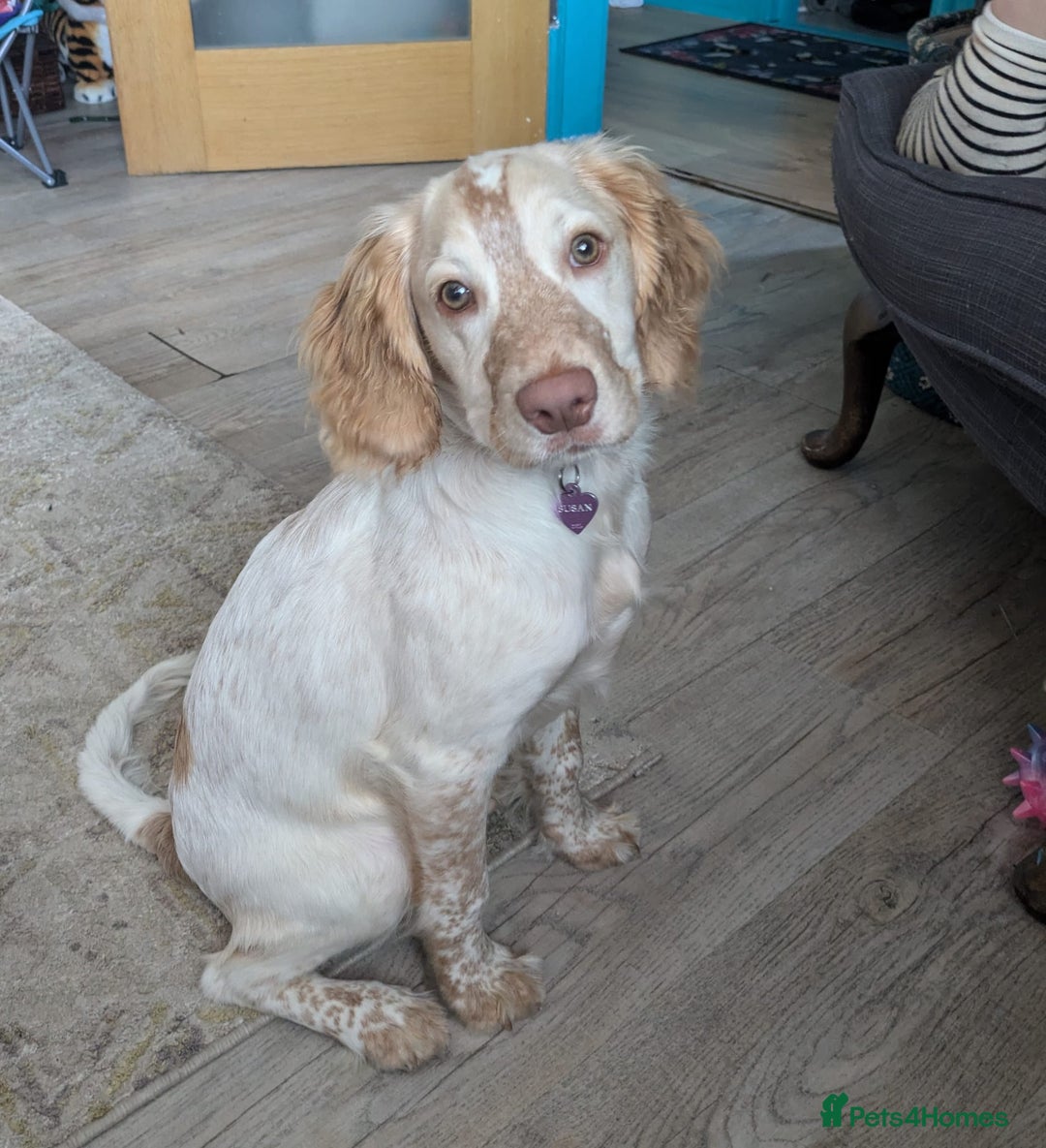 English Springer Spaniel dogs for sale: Finding a loving home for our girl - Image 1