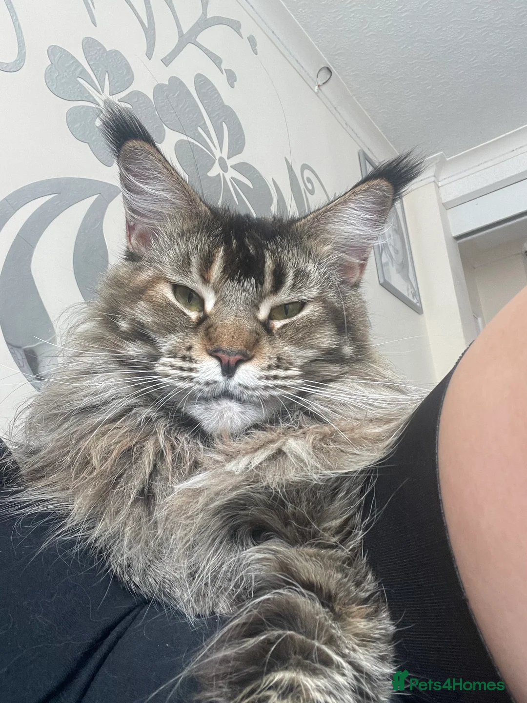 Maine Coon cats for sale: Ginger maine coon kittens- Little suns( 23.12.25) - Advert 6