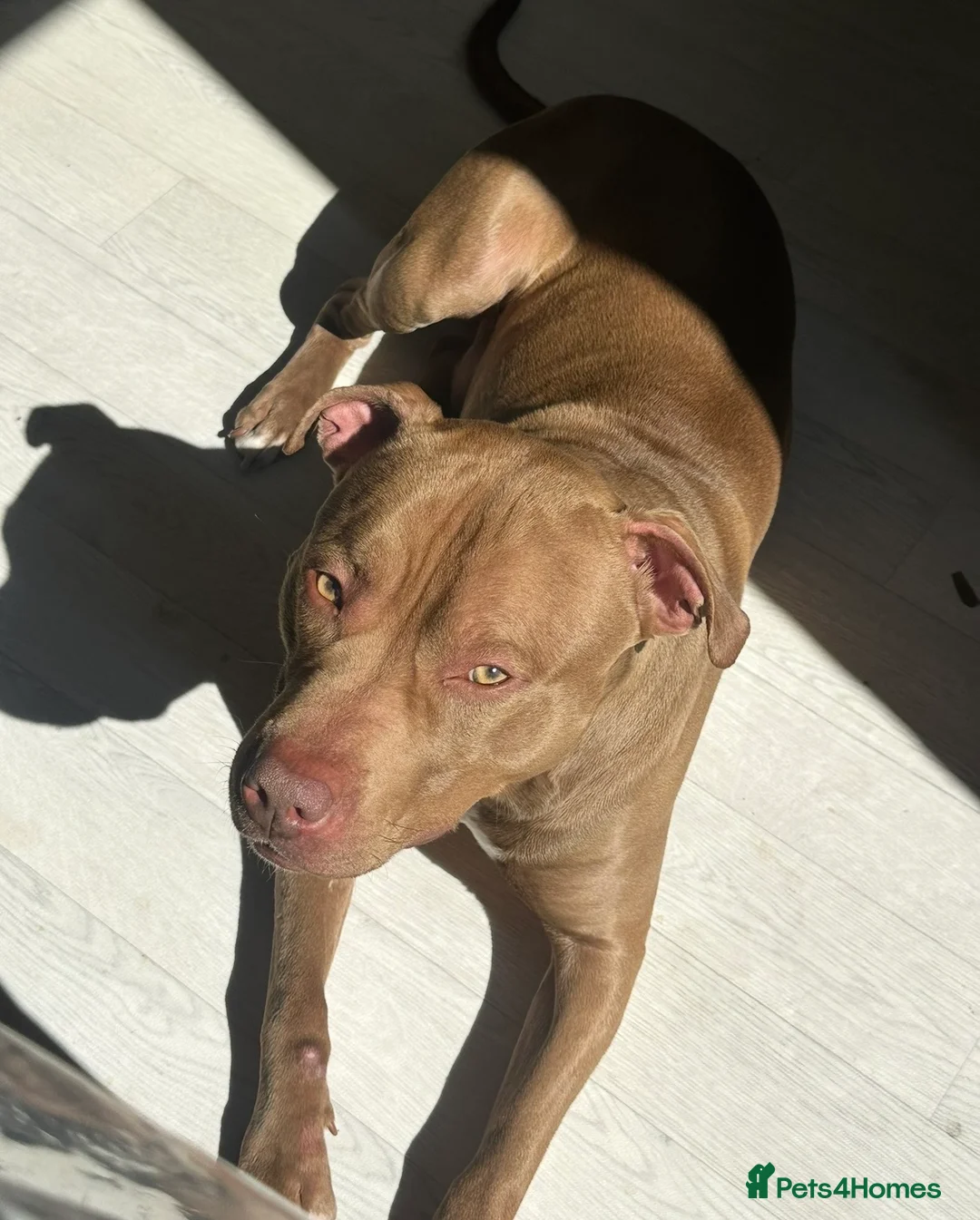 Mixed Breed dogs for sale: STAFFORDSHIRE X AMERICAN BULLY DOG 3YO URGENT - Advert 11