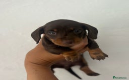 Miniature Dachshund dogs for sale: Miniature dachshunds  - Image 2