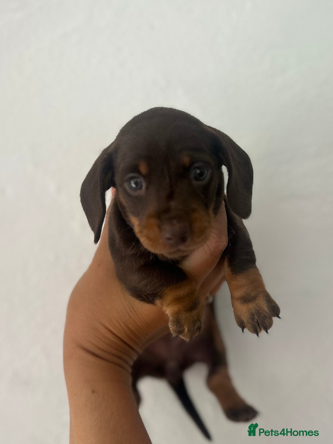 Miniature Dachshund dogs for sale: Miniature dachshunds  - Image 2