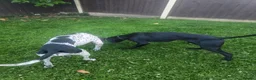 German Shorthaired Pointer dogs for sale: German shorthaired pointer in Rochdale - Advert 5