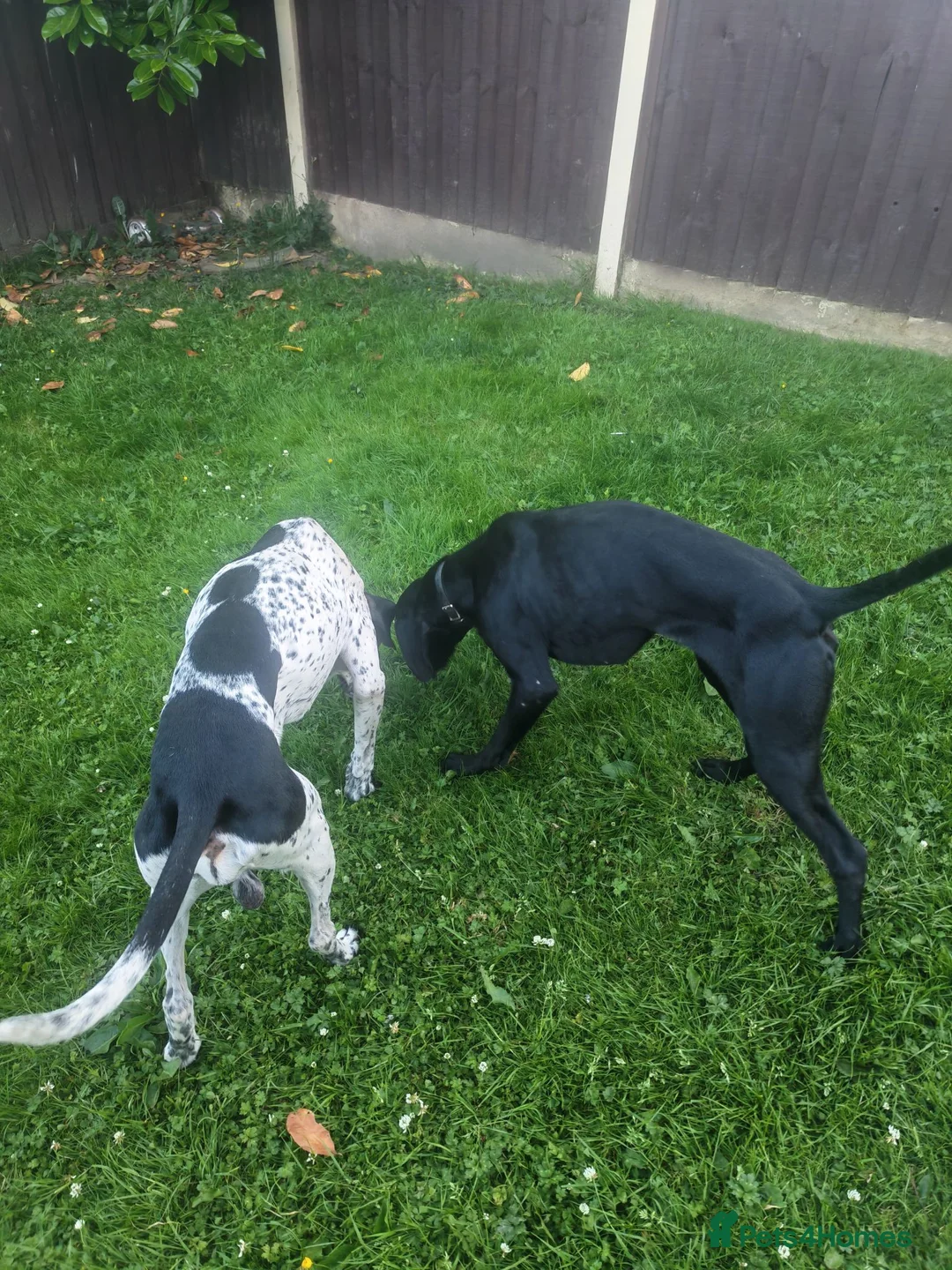 German Shorthaired Pointer dogs for sale: German shorthaired pointer in Rochdale - Advert 5