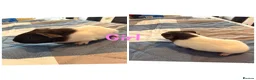 Guinea Pig rodents for sale: Baby Ginuea Pigs - Advert 2